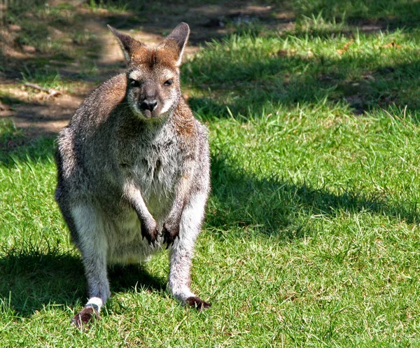 Klokaní Zvíře Australský Savec — Stock fotografie