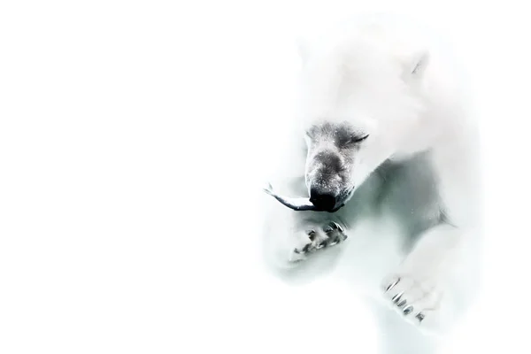 Білий Ведмідь Білому Тлі — стокове фото