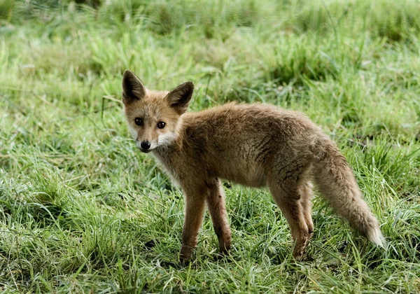 Jeune Renard Sur Prairie — Photo