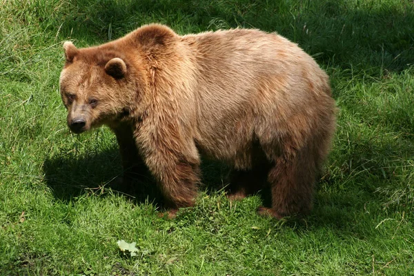 Fauna Brunbjörnsdjur — Stockfoto