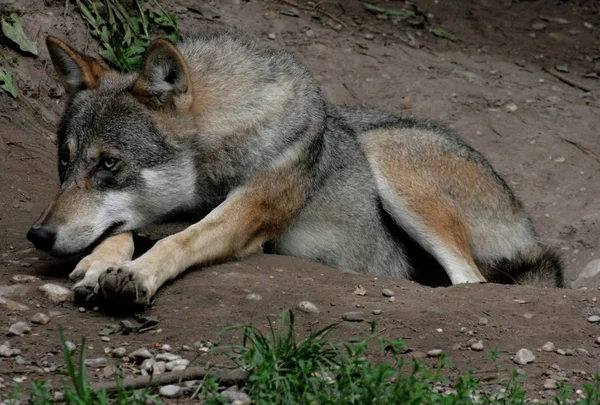 Vue Panoramique Loup Sauvage Nature — Photo