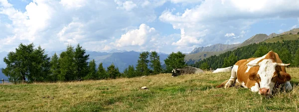 Panorama Górska Krową — Zdjęcie stockowe