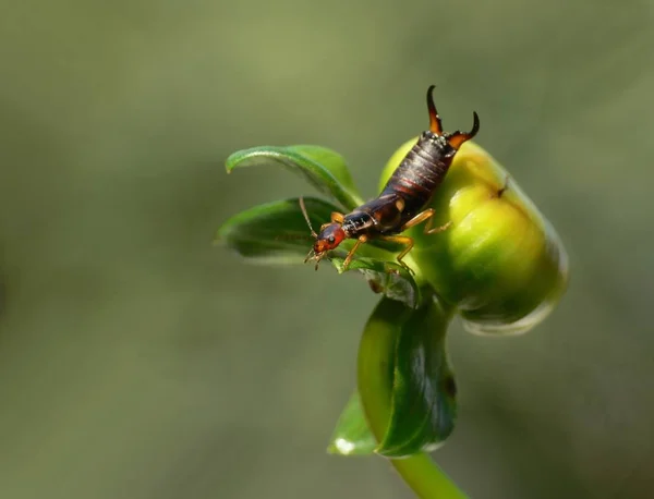 Vue Rapprochée Insecte Nature — Photo