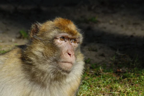 Apen Primaat Dier Wilde Dieren — Stockfoto