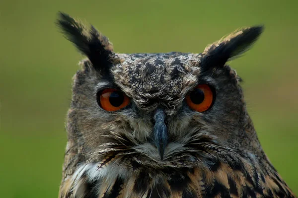 Vacker Utsikt Över Vacker Fågel Naturen — Stockfoto