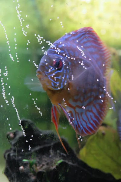 Een Close Van Een Tropische Vis Het Aquarium — Stockfoto