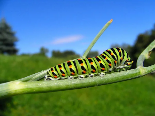 Caterpillar Insect Small Worm — Stock Photo, Image