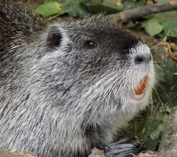 小Nutria 海狸鼠 — 图库照片