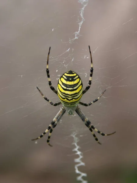 Close Bug Natureza Selvagem — Fotografia de Stock