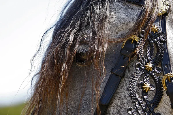 Paardenhengst Wild Dier Natuur — Stockfoto