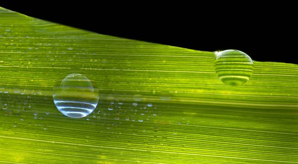 Grünes Blatt Mit Wassertropfen — Stockfoto