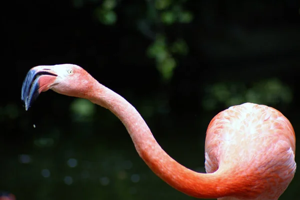 Flamingo Fundo Pássaro Natural — Fotografia de Stock