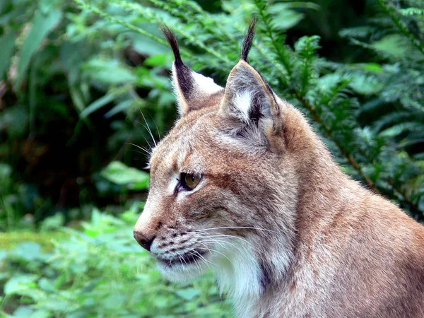 Lynx Wild Animal Nature Big Cat — Stock Photo, Image