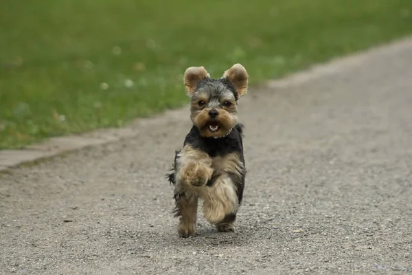 Journée Encore Une Fois Occasion Photographier Petit Yorkie Mère Malheureusement — Photo