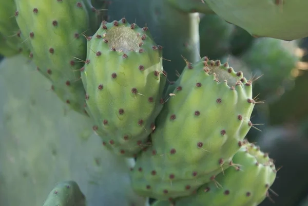 Tropikalna Zielona Roślina Soczyste Kaktusy — Zdjęcie stockowe