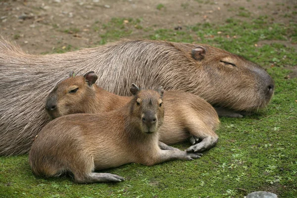 Vacker Utsikt Över Unga Djur — Stockfoto