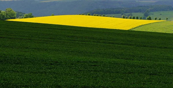 Landschap Landbouwgebied Veeteelt Gele Flora — Stockfoto