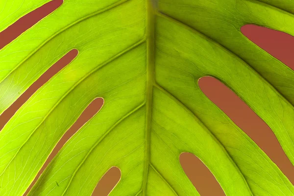 Leaf Structure Close View Foliage Background — Stock Photo, Image