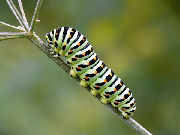 Beim Gehen Entdeckte Ich Diese Wunderschöne Raupe Sie Eine Schwalbenschwanzschwalbe — Stockfoto