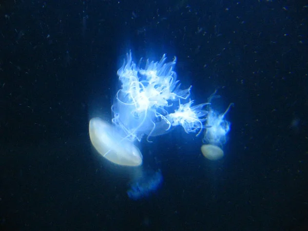 Meduse Acquatiche Mare Sottomarino Vita Marina Creatura — Foto Stock