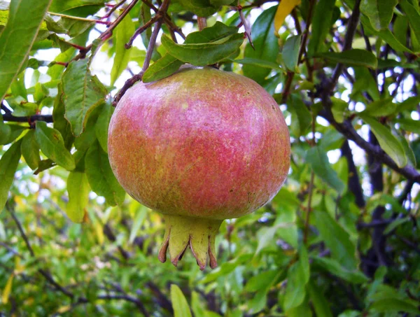 Granatapfelfrüchte Sommerfrüchte — Stockfoto