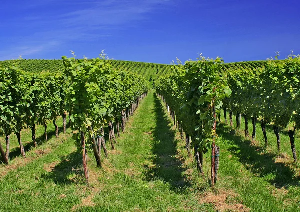 Viñedos Orillas Del Lago — Foto de Stock