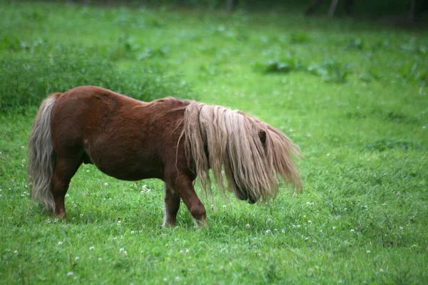 Hästdjur Naturfauna — Stockfoto