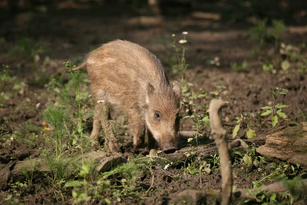 Young Animals Selective Focus — Stock Photo, Image