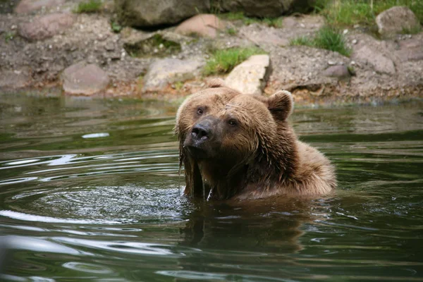 動物や熊や野生動物 — ストック写真