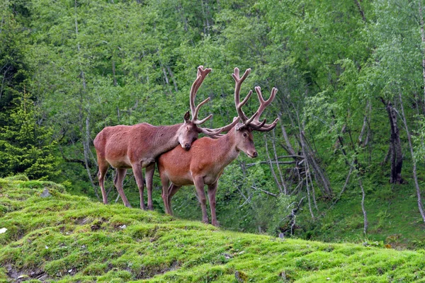Nature Fauna Wildlife Animal Photography — Stock Photo, Image