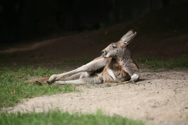 Schattig Kangoeroe Dier Australisch Zoogdier — Stockfoto