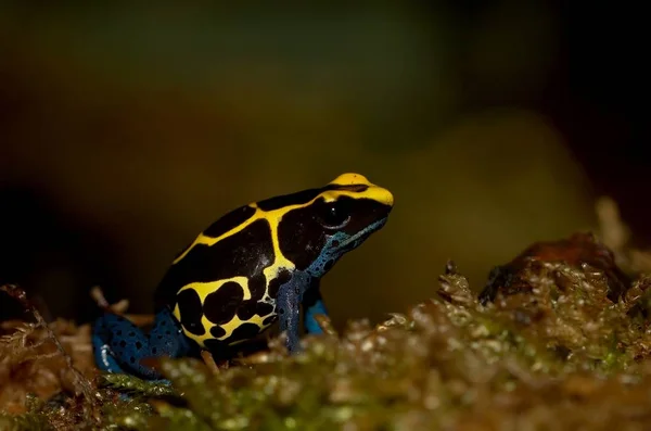 カエル両生類池動物 — ストック写真