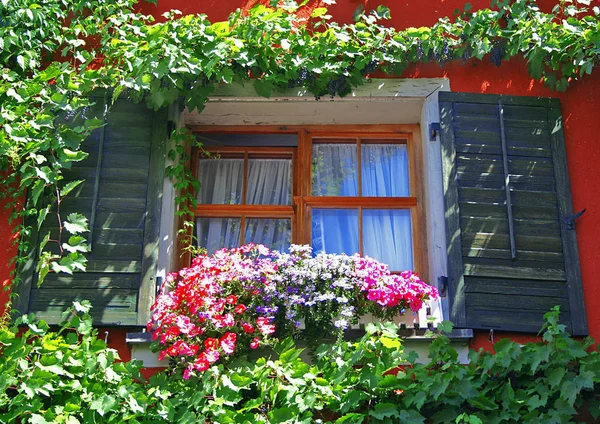 Umwachsenes Wine Window — Stock Photo, Image