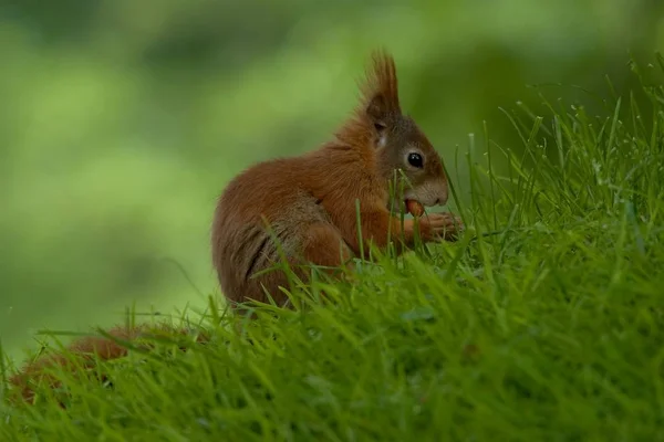 Écureuil Animal Rongeur Créature — Photo