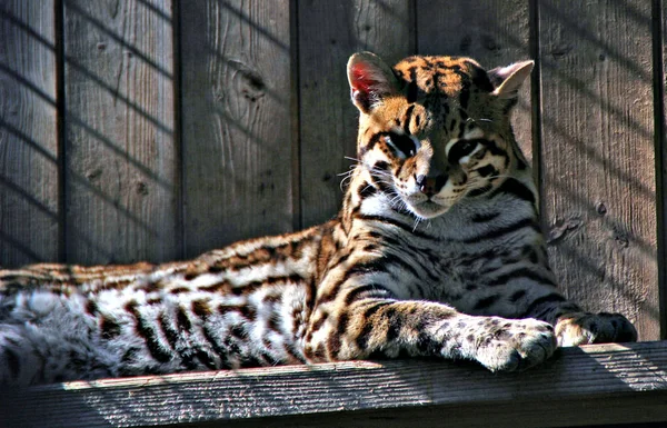 Depredador Felino Tigre Salvaje — Foto de Stock