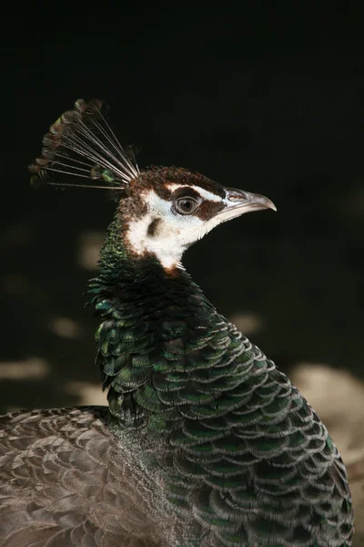 孔雀の鳥色鮮やかな羽 — ストック写真