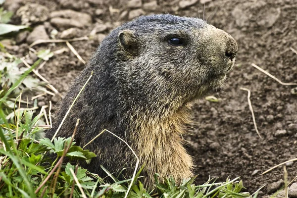 Marmota Animal Marmota Roedor — Foto de Stock