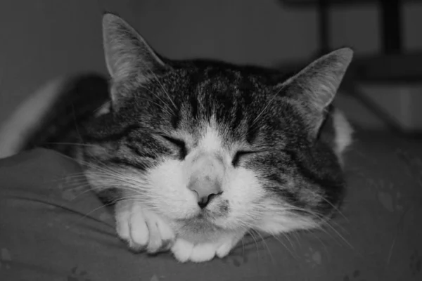 Retrato Lindo Gato — Foto de Stock