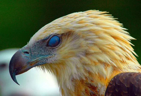 Scenic View Majestic Bald Eagle Wild Nature — Stock Photo, Image