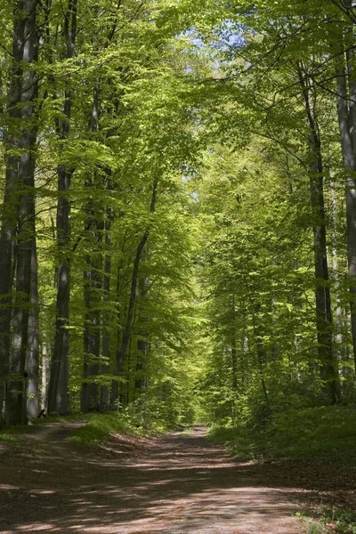 Landschappelijk Uitzicht Flora Wilde Bossen — Stockfoto