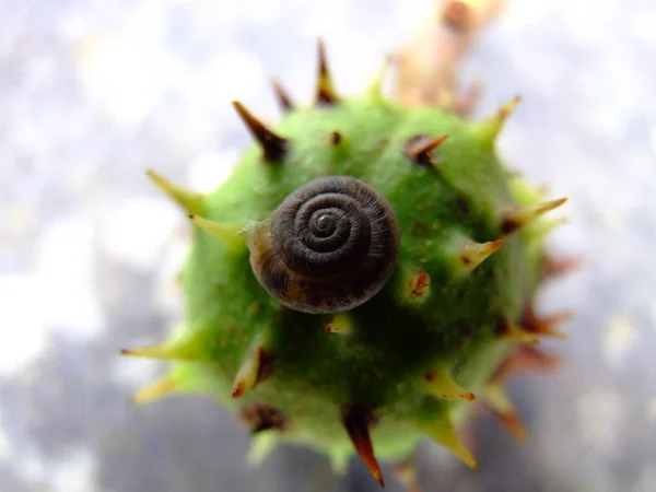 Slimy Slug Snail Crawler — Stock Photo, Image