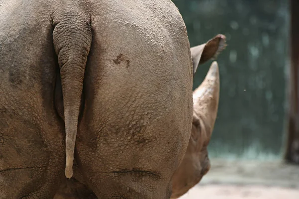 Éléphant Dans Zoo — Photo