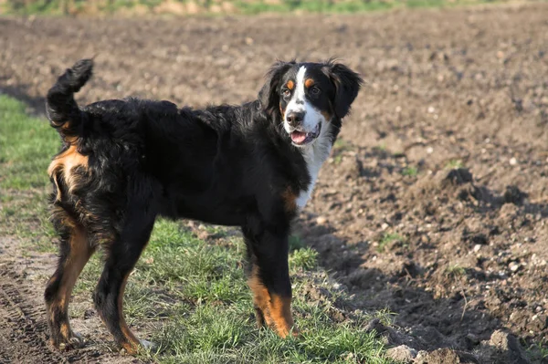 Porträtt Söta Mountain Dog — Stockfoto