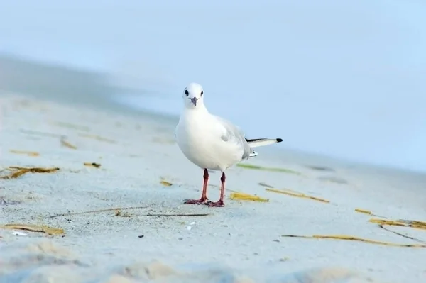 Vista Panorámica Hermoso Pájaro Lindo Gaviota —  Fotos de Stock