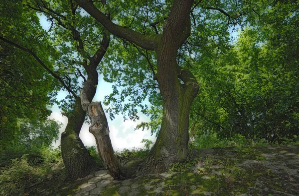 Wegen Voorwaarts Het Licht — Stockfoto