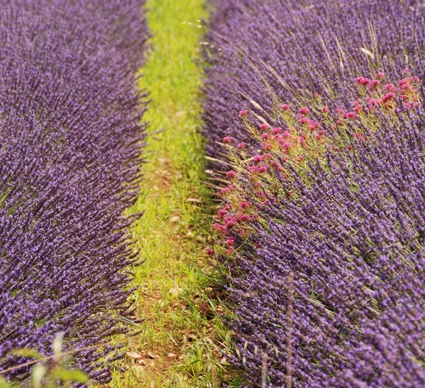 Flores Roxas Lavanda Violeta — Fotografia de Stock