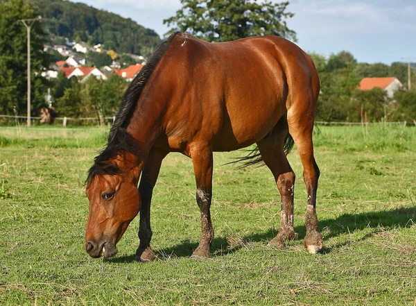 Goli Diente Erneut Als Versuchsobjekt — Stockfoto