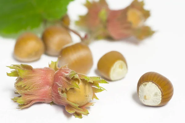 Haselnüsse Pflanzennahrung Ernte — Stockfoto