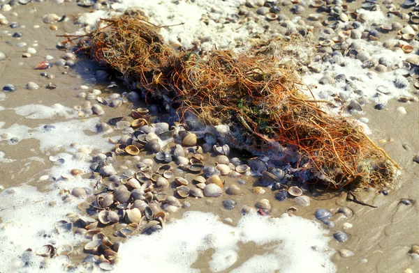 Mořské Mušle Pláži — Stock fotografie
