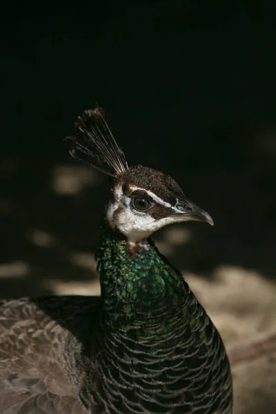 孔雀の鳥色鮮やかな羽 — ストック写真